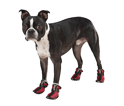 dogs-in-boots